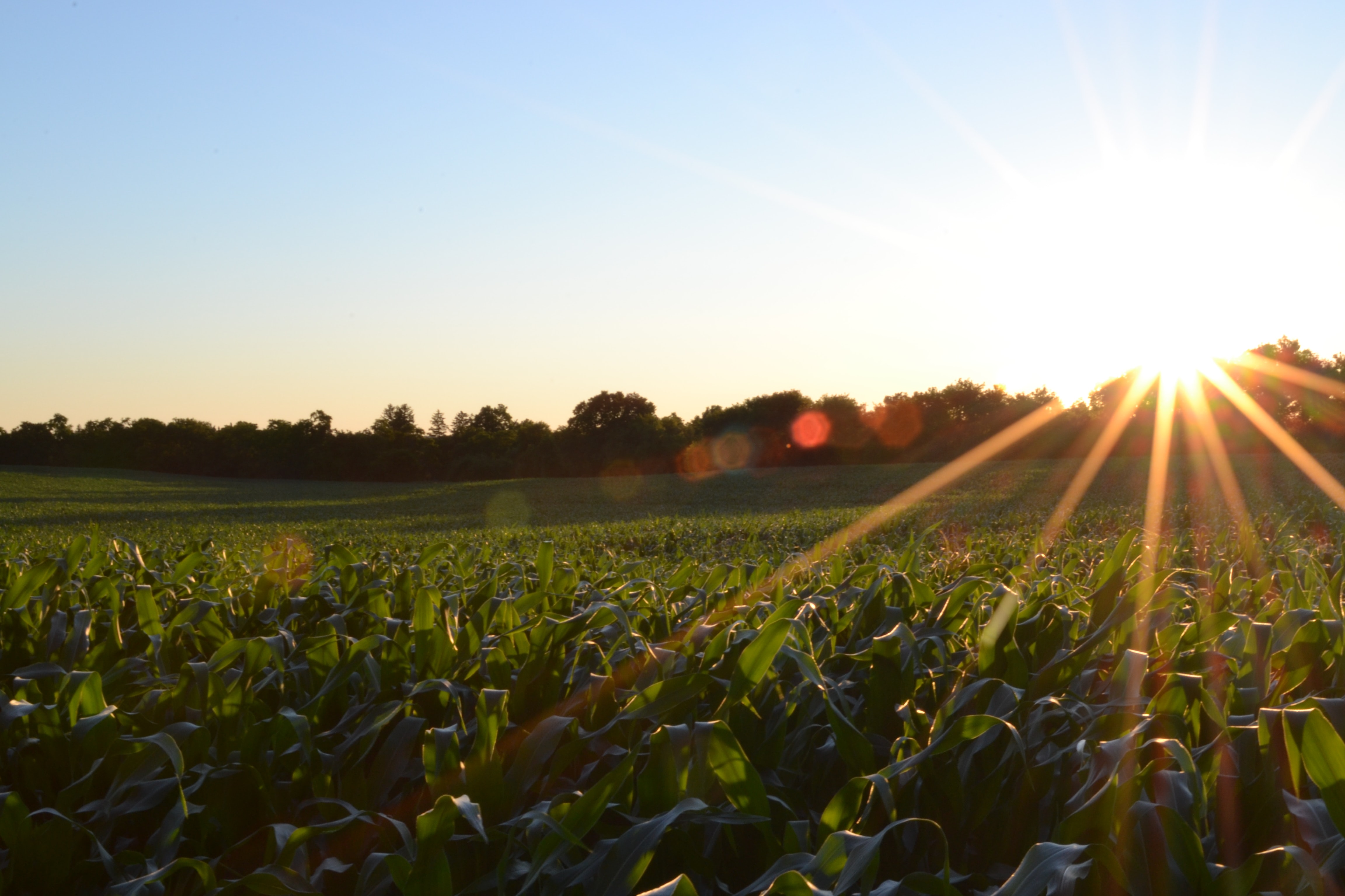 agricultura